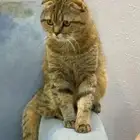 قطه للتبني