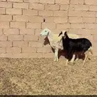 حريه تحته خروف شطر واحد