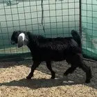 تيس