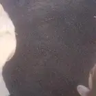 زفلت انترلو  بلدور  زفلت معلم با ستاني