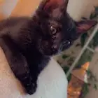قطة أنثى عمرها 4 شهور