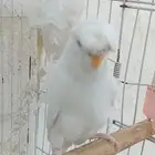 جوز هوقو البينو