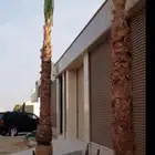 نخل واشنطني زينه