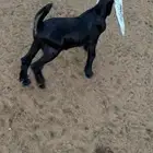 دواغير تيوس