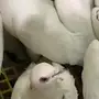 حمام 