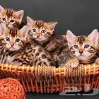 قطط بنغال جاهزين للاستلام للبيع