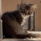 قطط ذكر لون بني