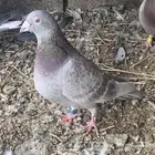 من يعرف نوعه الحمامه هاذي لهل الخبره