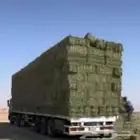 برسيم صافي ومخلوط