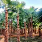 النخل واشنطونياء زينه للبيع