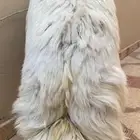 خروف كفو للبيع