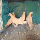 زوجين صنعاني