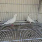 قماري ( ياكريم ) تم البيع