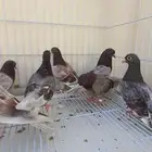 صنعاني اصيل ( تم البيع )