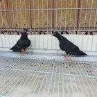 حمام صنعاني حر ( تم البيع )