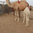 خلفه شقحه