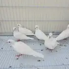 قماري ( ياكريم ) تم البيع