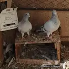 جوز زاجل فواتح