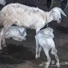 نعجه السن ثني اول ولاده توم
