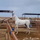 حصان واهو شيخ ماشاء الله
