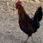 ديك عربي للبيع