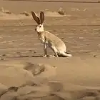 المطلوب ارنب الرملة اللي عنده يتواصل معايا