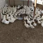 بط بكيني
