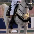 مستلزمات خيل