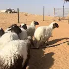 ( تم البيع )اضاحي نعيم بريه