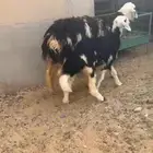 للبيع متبع نجديه
