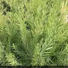 مشتل ومض الاكتروني