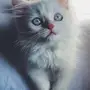 كيتن هملايا اورنج.