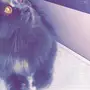 بسة رصاصي للبيع 