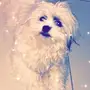 كلب شي واوا للبيع 