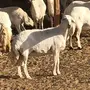 حريات للبيع 