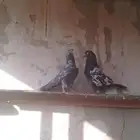 حمام باكستاني ذكرين