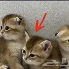 للتبني قط ستريت فولد