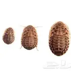 صراصير دوبيا للزواحف والطيور والحشرات