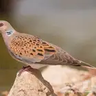 قمري حي للبيع