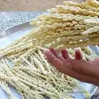 تقليم النخل تقليم الأشجار