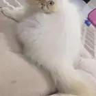 قطط تزاوج