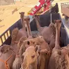 تريله ونش لنقل الإبل أبل