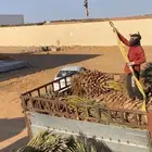 تريله ونش لنقل النخل و معدات الزراعيه