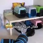فندقه قطط بالطايف
