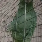 انثى ميلي امزون او فرناسه