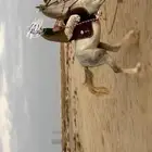 تدريب ركوب الخيل  ركوب حر