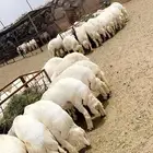 ذبايح مع خدمة الذبح والتوصيل