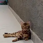 قط بنقال مستوى فخم للتزاوج ( نمرود )