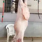 ذبايح مع خدمة الذبح والتوصيل