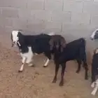 جفار ثنايا مضاريع